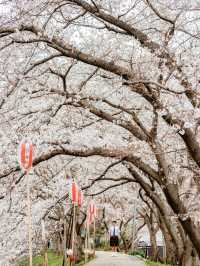比起神鹿公園，我更愛奈良櫻花盛放的河堤
