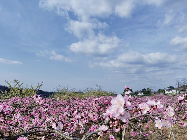 成都最美的桃花在哪裡看