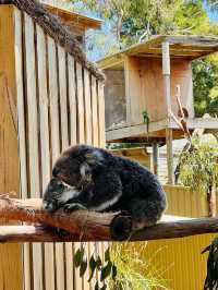 巴拉瑞特野生動物園，邂逅原生動物