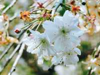 不到三小時就逛完了顧村公園