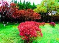 打卡黃興公園，春天玩點花的