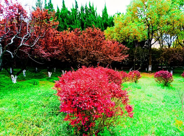 打卡黃興公園，春天玩點花的