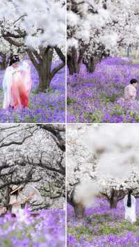 江蘇4月賞花必去三台山梨蘭會美到你不敢想像