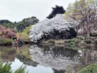 Sakura Blooming on Ruins of Glory