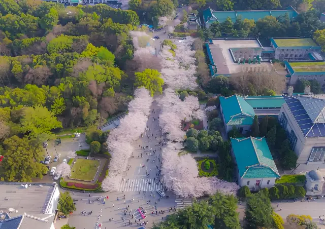 Enjoying the cherry blossoms at Wuhan University, observing the cultural history