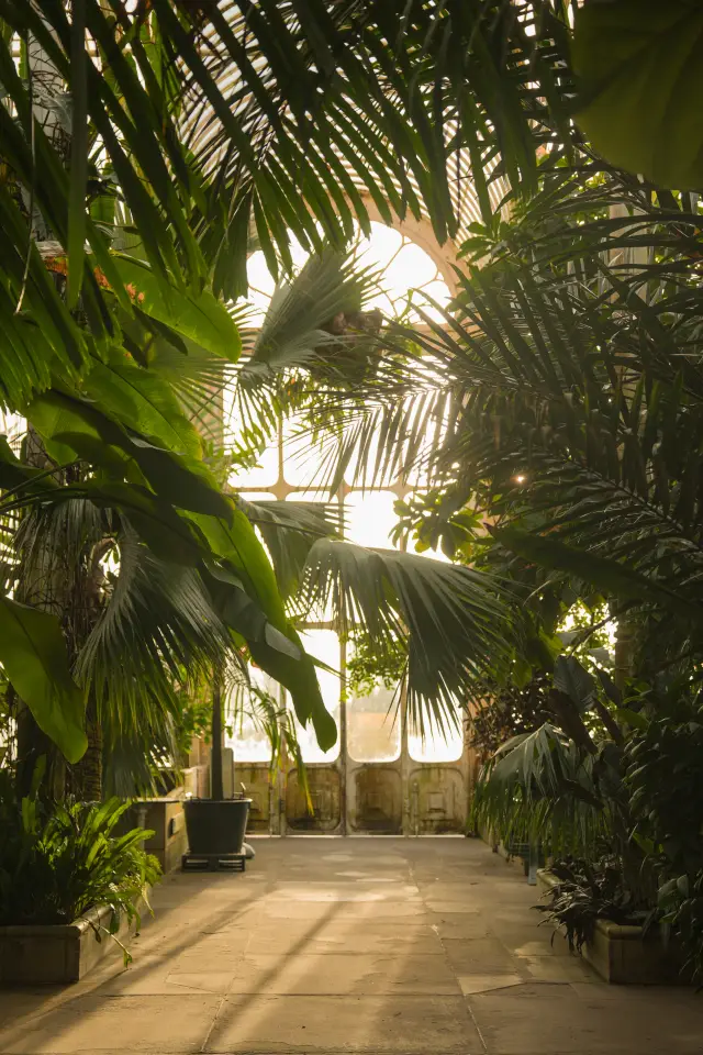 A beam of light shines into the greenhouse at the Royal Botanic Gardens, Kew