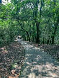 杭州徒步｜龍井村-十里琅瓏路線