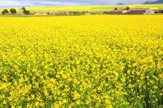 青甘大環線包車7日遊。
