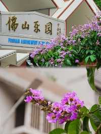 真的有被佛山的「紫花瀑布」驚艷到