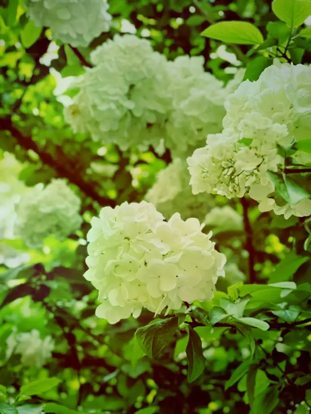 Look at those flowers
