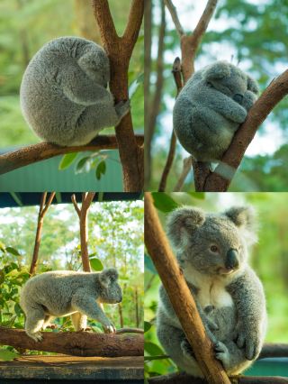 ニューサウスウェールズ州｜オーストラリア爬虫類公園