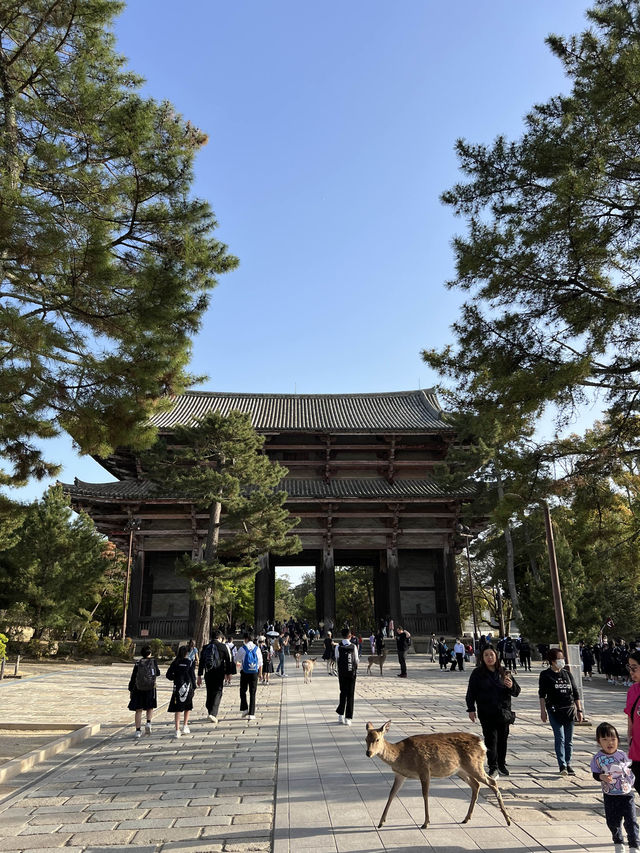 Todai-ji’s Largest Ancient Wooden Building in the World 🦌