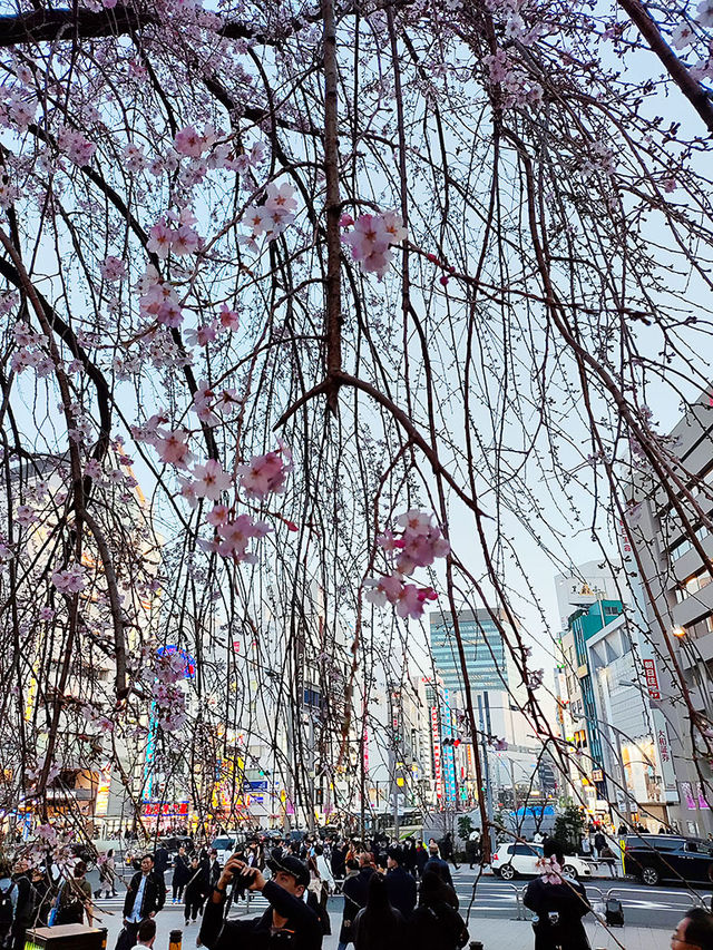 東京景點｜上野Ueno