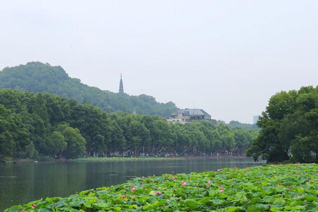 孤山雨荷景