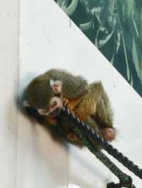 西安秦嶺野生動物園。