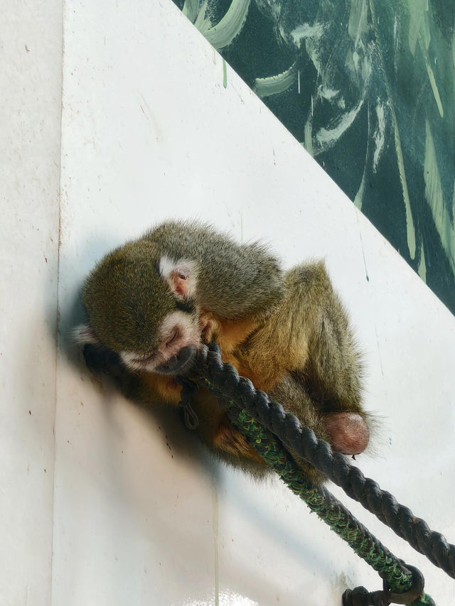 西安秦嶺野生動物園。