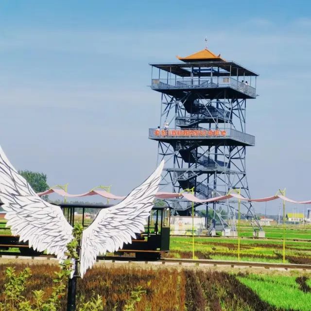 沙田稻夢空間 | 超美麗嘅稻田之旅。