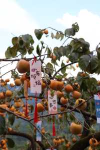 廣東賞秋採摘柿子逛稻田一日遊攻略。
