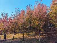 西安雁南公園：歷史遺跡上的城市綠心。