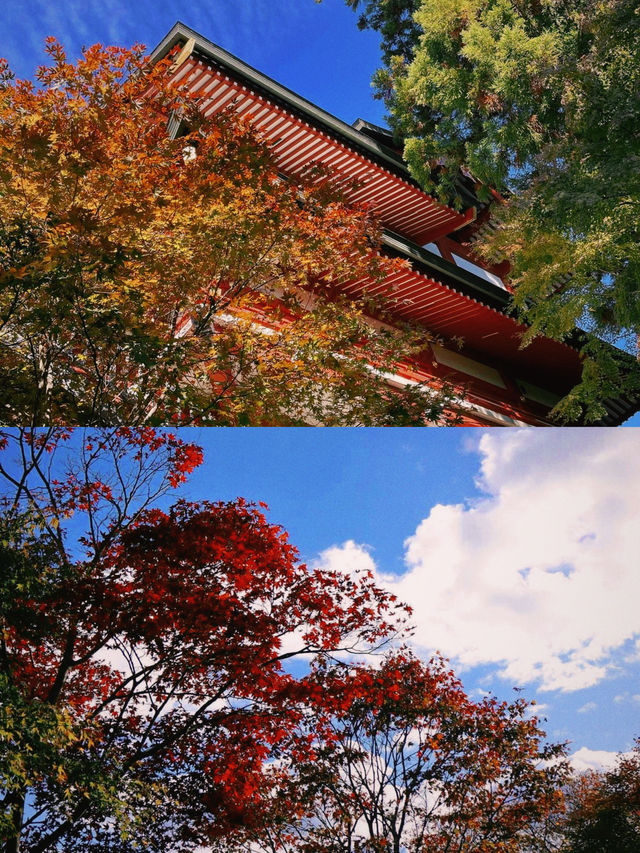 東京賞楓圖鑑：御岳山。