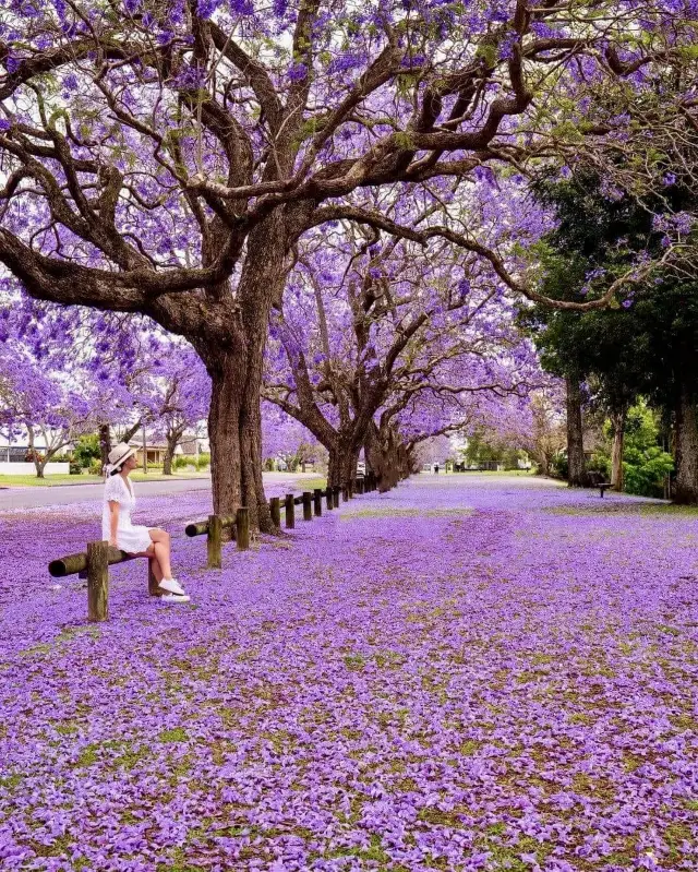 Sydney's Stunning Jacaranda Viewing Guide!