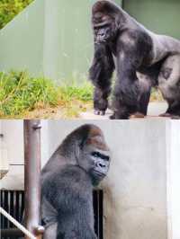 Discover the Charm of Shabani, the Handsome Gorilla in Nagoya