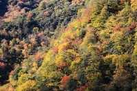 四川小眾紅葉秘境一藏在山裡的扒昔加古寨。