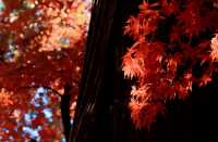 日本長野長圓寺 血紅的楓美極了。