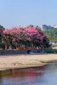 滿眼粉色這就是深圳觀瀾河公園的浪漫。