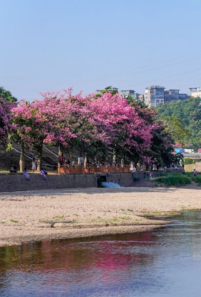 滿眼粉色這就是深圳觀瀾河公園的浪漫。
