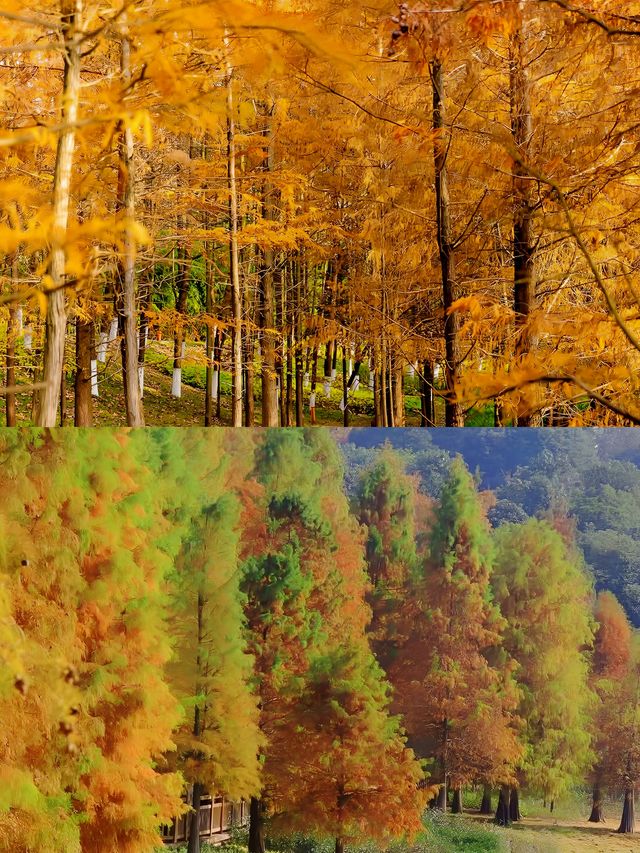 漫步湖畔綠道：享受悠閒時光