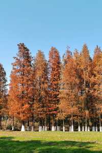 回答我！冬天來南昌一定要去這個公園