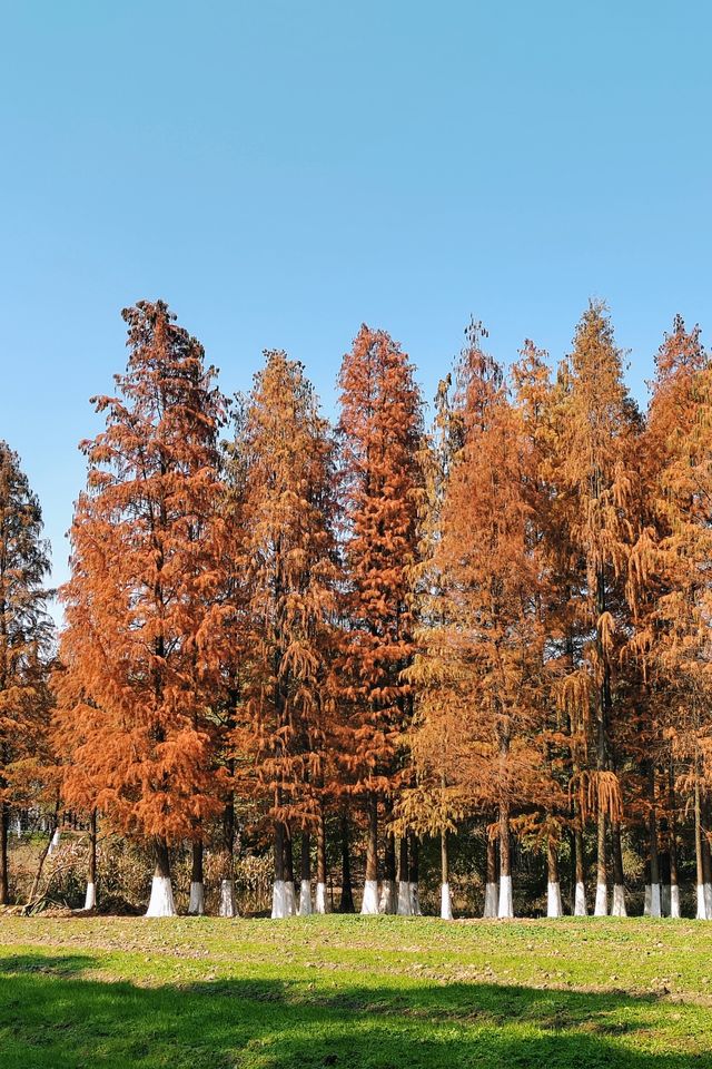 回答我！冬天來南昌一定要去這個公園