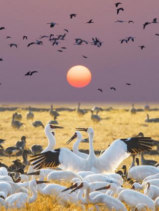 Waiting for this moment for a long time - watching migratory birds