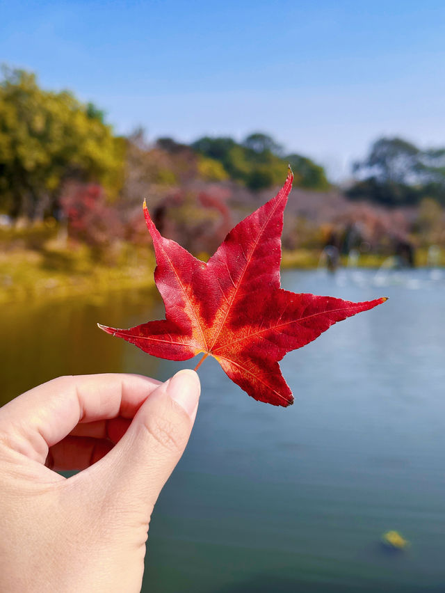 清遠田野綠世界，紅楓葉美得封神啊