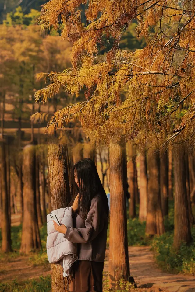 Can you imagine this is winter in Shenzhen? It's as beautiful as an oil painting. 