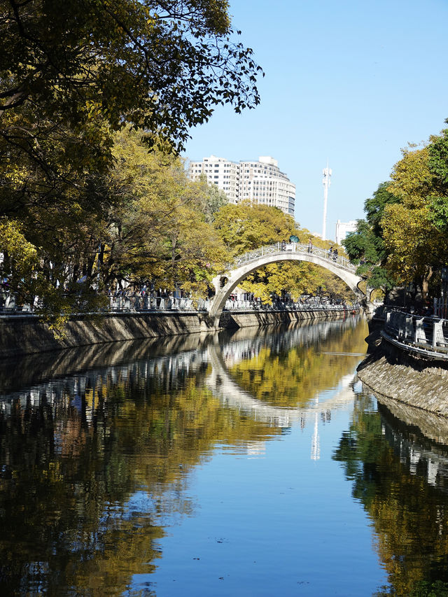 環西橋觀鷗攻略 | 與冬日精靈的浪漫邂逅