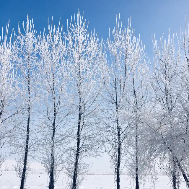 Ice crystal products that even northerners find amazing 🫨