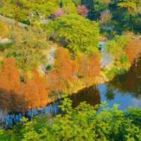打卡廣州雲蘿植物園