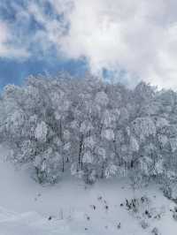 Explore the Dynamic Skiing Experience at Shiga Kogen Ski Resort in Nagano