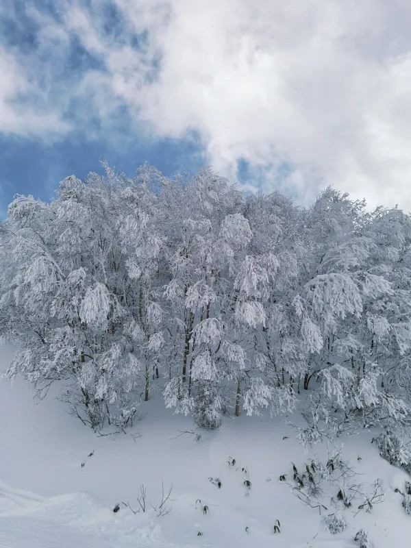 Explore the Dynamic Skiing Experience at Shiga Kogen Ski Resort in Nagano