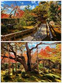 京都·寶泉院｜畫框一般繪畫卷環顧式庭院體驗和服之美