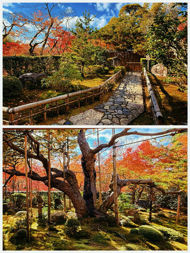 京都·寶泉院｜畫框一般繪畫卷環顧式庭院體驗和服之美