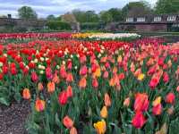 Complete Guide to the Hampton Court Palace Tulip Festival