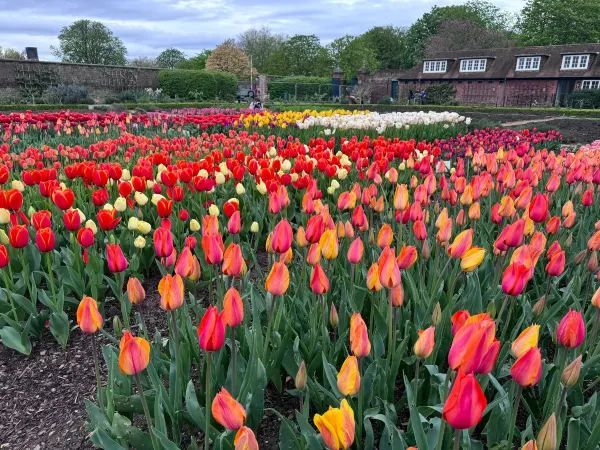 Complete Guide to the Hampton Court Palace Tulip Festival