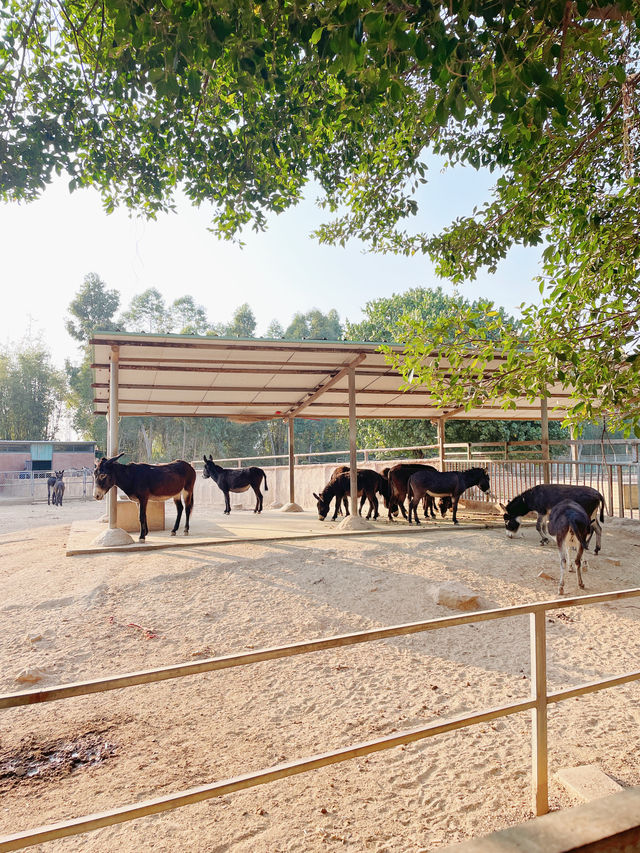東莞親子一日遊｜春節遛娃動物園遊樂場