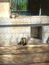 安徽大青山野生動物園 | 開啟超治癒的動物奇遇記