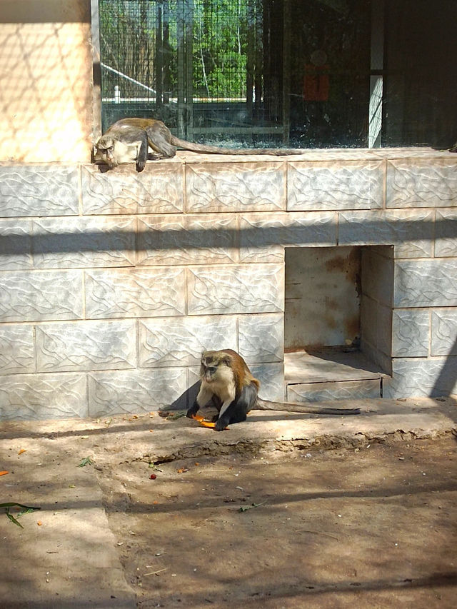 安徽大青山野生動物園 | 開啟超治癒的動物奇遇記