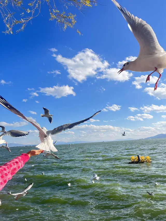 Kunming–Xishuangbanna–Puer 6-Day Tour Guide: Explore Yunnan with This Guide