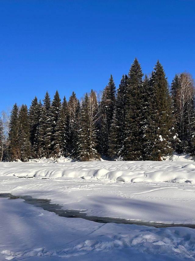 3日探秘阿勒泰 森林之旅等你來